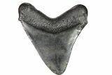 Fossil Megalodon Tooth - Georgia #151506-2
